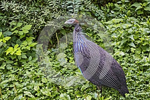 Vulturine guineafowl Acryllium vulturinum