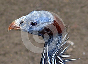 Vulturine guineafowl (Acryllium vulturinum)