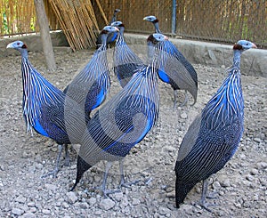 Vulturine guineafowl (Acryllium vulturinum)