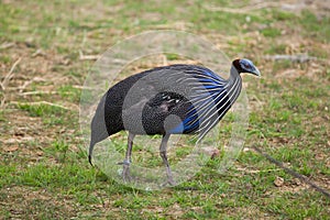 Vulturine guineafowl (Acryllium vulturinum).