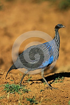 VULTURINE GUINEAFOWL acryllium vulturinum, ADULT, KENYA