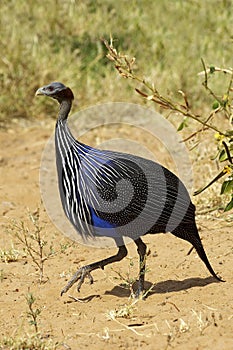 Vulturine Guineafowl, acryllium vulturinum, Adult in Masai Mara Park, Kenya