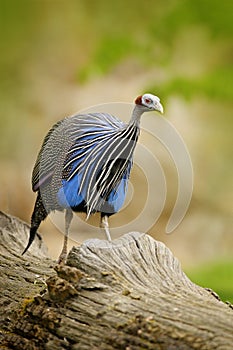 Vulturine guineafowl, Acryllium vulturinum, bird from Africa, nature habitat. Blue grey bird on tree trunk.