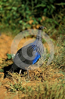 VULTURINE GUINEAFOWL acryllium vulturinum, KENYA