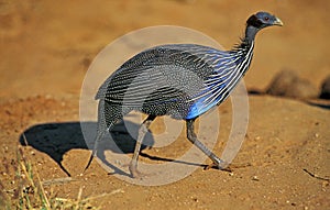 VULTURINE GUINEAFOWL acryllium vulturinum, KENYA