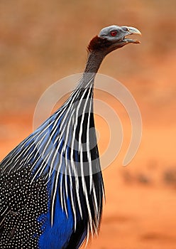 Vulturine guineafowl photo