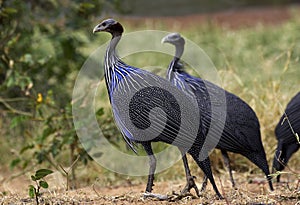 Vulturine Guineafowl, acryllium vulturinum, Samburu Park in Kenya