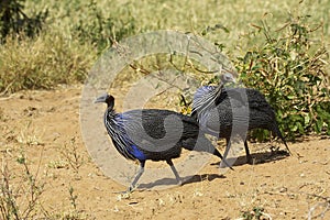 Vulturine Guineafowl, acryllium vulturinum, Samburu Park in Kenya