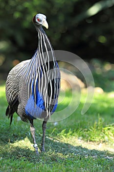 Vulturine guineafowl photo