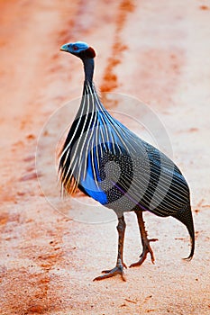 The Vulturine Guineafowl. Safari in Tsavo West, Kenya, Africa