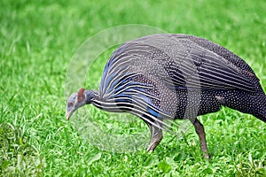 Vulturine Guineafowl Walking in Grass and Looking for Food