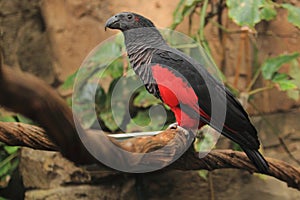 Vulturine parrot