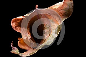 Vulva shape leaf photo