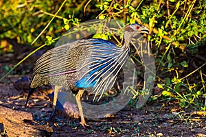 Vulvurine Guineafowl photo