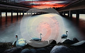 Vuosaari bridges with swans, Helsinki