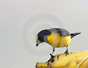 Vuurbuikorganist, Ornage-bellied Euphonia, Euphonia xanthogaster