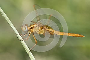 Vuurlibel, Broad Scarlet, Crocothemis erythraea