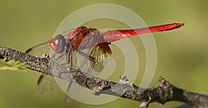 Vuurlibel, Broad Scarlet, Crocothemis erythraea