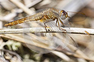 Vuurlibel, Broad Scarlet, Crocothemis erythraea