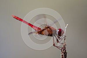 Vuurlibel, Broad Scarlet, Crocothemis erythraea