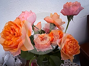 Vuvuzela Rose,blooming flower,orange color and countless petals