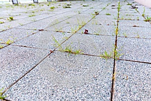 VVegetation popping out from unmaintained concrete floor