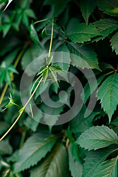 Vy hedge background. Ivyberry backdrop. Ivy wallpaper. Ivyberry backround image. Ivy wall. Green wall. Green plant texture. Green