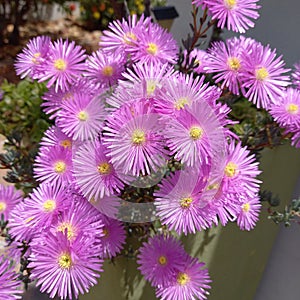 Vygie trailing Ice Plant