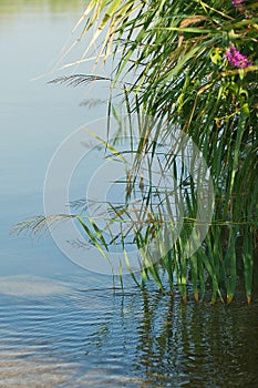 VÃÂ©gÃÂ©tation on the water photo