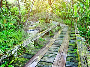 W ood bridge walk way with yellow light in the green forest