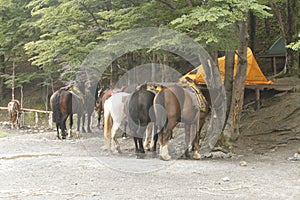 W Trek on Torres Del Paine Park