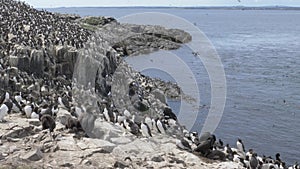 A wA wild colony of sea birds nesting on clifftop