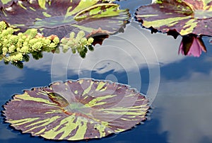 Waater lily pad