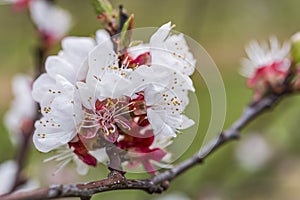 Wachau Austria Apricot