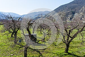 Wachau Austria Apricot