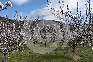 Wachau Austria Apricot