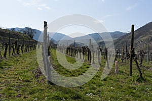 Wachau Austria Apricot