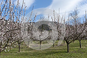 Wachau Austria Apricot