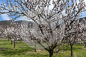 Wachau Austria Apricot