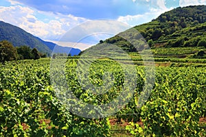 Wachau Danube Valley wine land in Austria