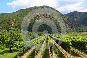 Wachau Danube Valley wine region in Austria