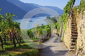 Wachau vineyard