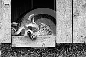 WachbÃÂ¤r bei der Mittagspause im Hochsommer - Raccoon is having a break photo