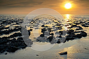 Wadden coast twilight with swallow landscape