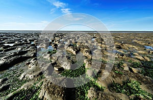 Wadden Sea in the Netherlands photo