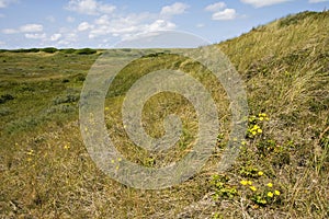 Waddeneiland Texel, Nederland / Nederlands photo