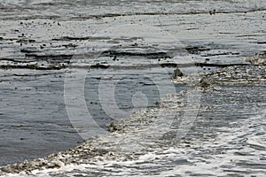 Waddenzee, Wadden Sea