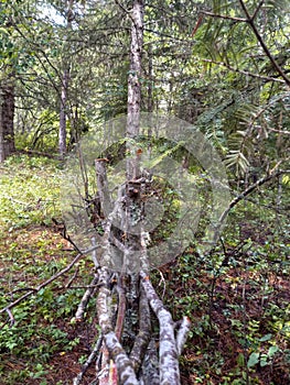 A waddle fence streatching through the woods