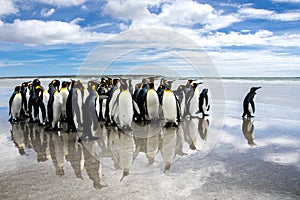 A waddle of king penguins on the beach at volunteer point, falklands photo