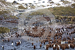 Waddle of penguins in the water on South Georgia, Antarctica